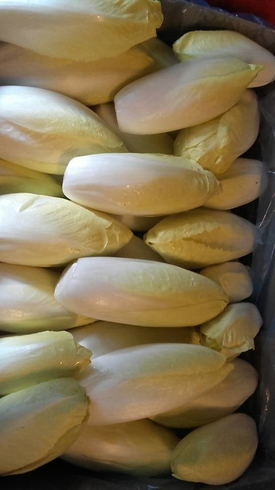Endives de pleine terre
