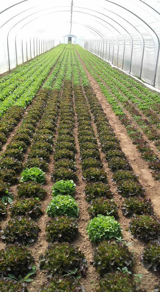 Salades